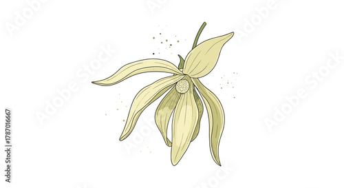 Hand-drawn illustration of a pale yellow-green Ylang-Ylang flower with delicate petals, perfect for botanical and natural designs.