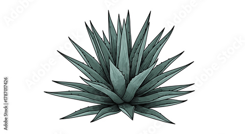 An illustrative engraving of a blue agave plant with spiky leaves, known for tequila production, on a white background.