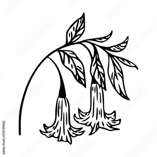 hand drawn trumpet flower branch line art