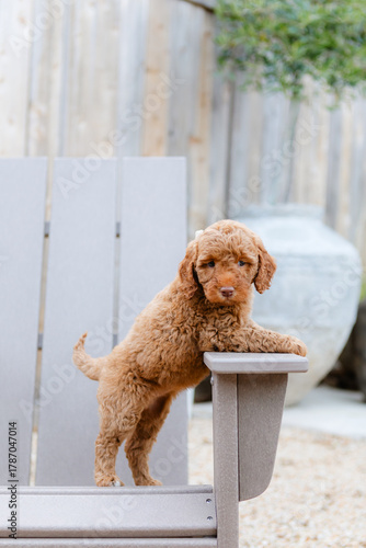 golden doodle