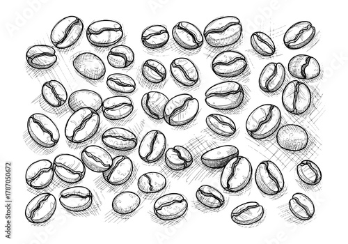 Hand-Drawn Sketch of Roasted Coffee Beans in Vintage Style. Vector Illustration for Coffee Culture and Branding.