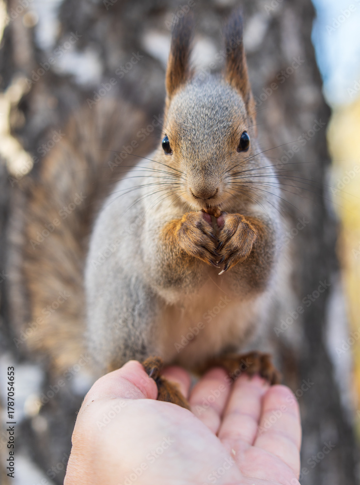 Fototapeta premium A squirrel in the autumn eats nuts from a human hand. Eurasian red squirrel, Sciurus vulgaris