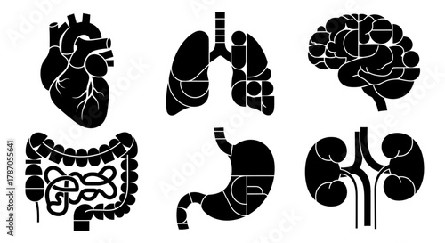 A collection of stylized black vector icons representing major human internal organs for scientific and medical concepts