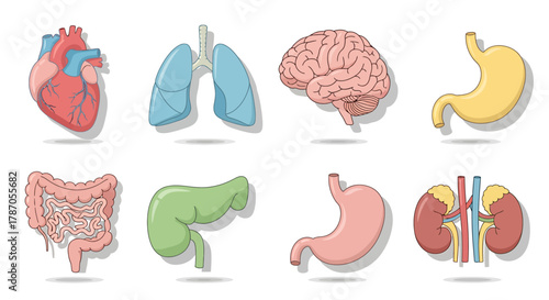 Human Organ Set Illustration Heart, Lungs, Brain, Stomach, and More - Medical Visuals