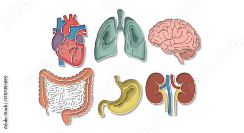 Medical Illustration of Human Organs Heart, Lungs, Brain, Intestines, Stomach, Kidneys - Medical Graphics