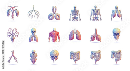 Human anatomy icons representing the heart, lungs, and other organ systems in medical illustration