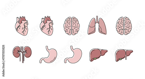 Set of human internal organ icons in a minimalist line art style, including heart, brain, lungs, and liver for medical illustration