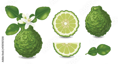 A detailed set of kaffir limes (makrut limes) featuring whole fruit, various cross-section slices, fragrant white flowers, and distinctive leaves on a branch.