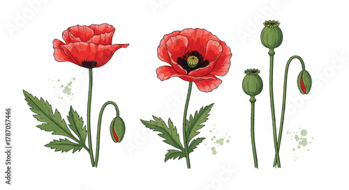 Detailed botanical illustration of poppy flowers and their lifecycle, showcasing vibrant red blooms, a developing bud, and mature green seed pods, isolated on white.