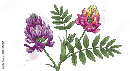 Vivid botanical drawing showcasing a plant with two racemes of purple and pink flowers, complemented by green pinnate leaves on a white background.