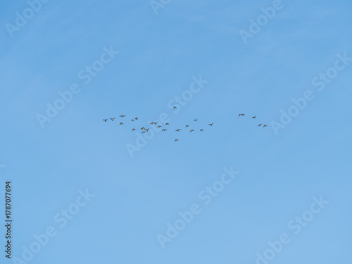 Wallpaper Mural Flock of geese in flight Torontodigital.ca