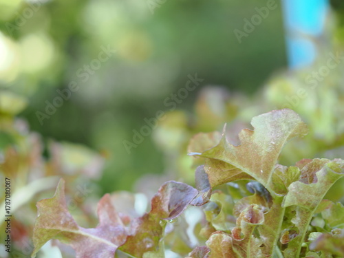 Close up fresh organic hydroponic vegetable plantation