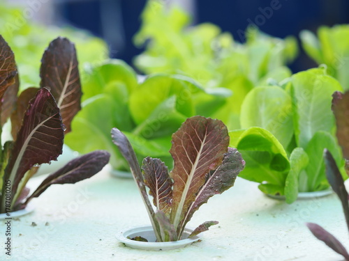 Close up fresh organic hydroponic vegetable plantation