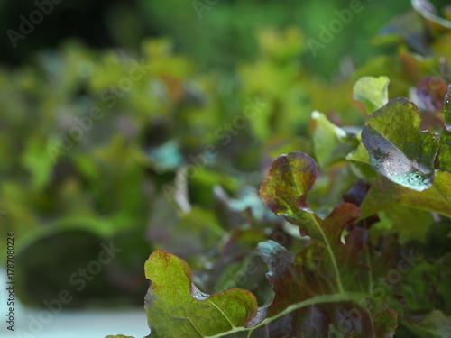 Close up fresh organic hydroponic vegetable plantation