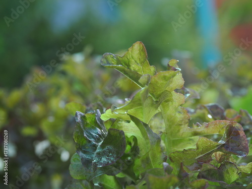 Close up fresh organic hydroponic vegetable plantation