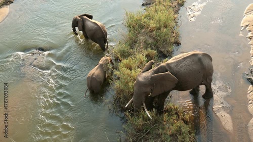 An African elephant (Loxodonta africana) cow with calves walking in a shallow river, Kruger National Park, South Africa