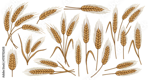 A collection of hand-drawn illustrations of wheat stalks and ears in various arrangements.
