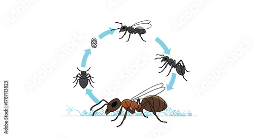 Ant life cycle illustration showing egg, larva, pupa, and adult stages in a circular diagram.
