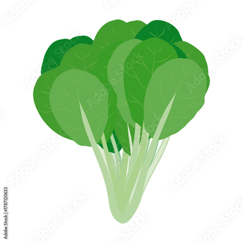 小松菜　葉物野菜のイラスト素材