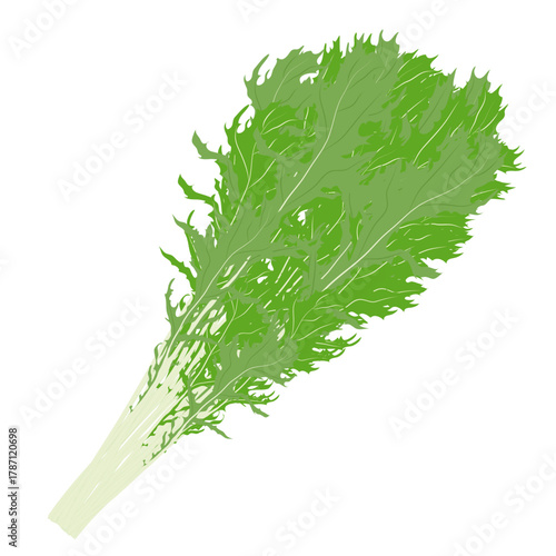 葉物野菜のイラスト素材