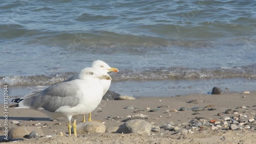 High-quality stock footage of coastal birdlife. The clip focuses on two seagulls, highlighting their white and grey plumage against the texture of the wet shore.
