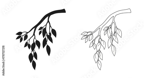 Two detailed black and white illustrations of a weeping willow branch