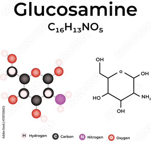 Glucosamine Chemical Structure and Molecular Model Vector Illustration