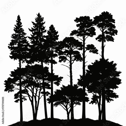 Silhouettes of various evergreen trees in a forest.