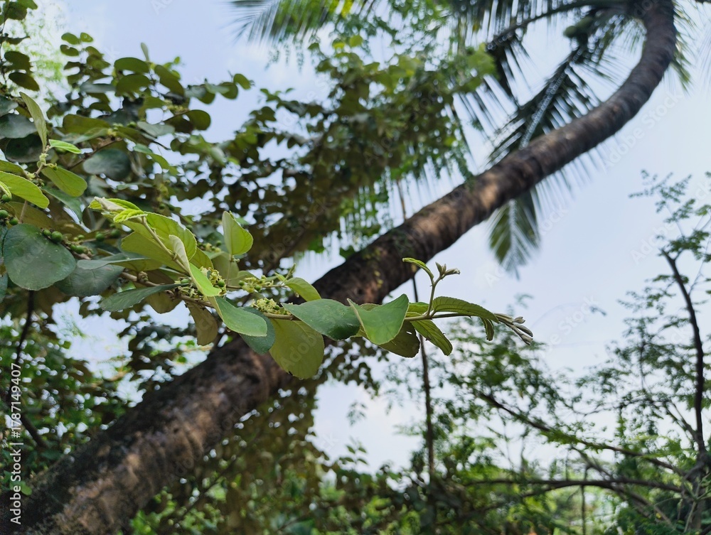 Fototapeta premium Tropical vibes showing palm tree with lush green leaves against soft sky bringing freshness to the design