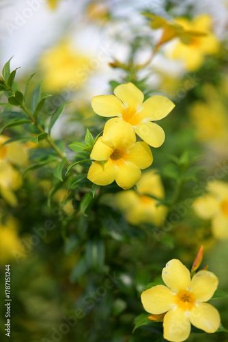 Vibrant yellow flowers bloom with soft green bokeh background