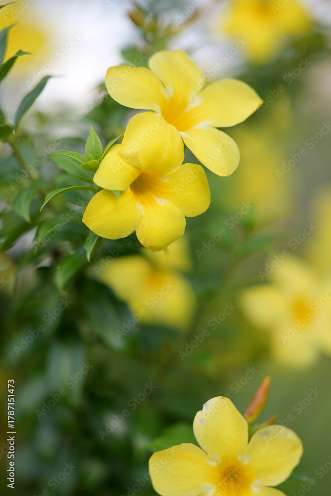 Obraz premium Vibrant yellow flowers bloom with soft green bokeh background
