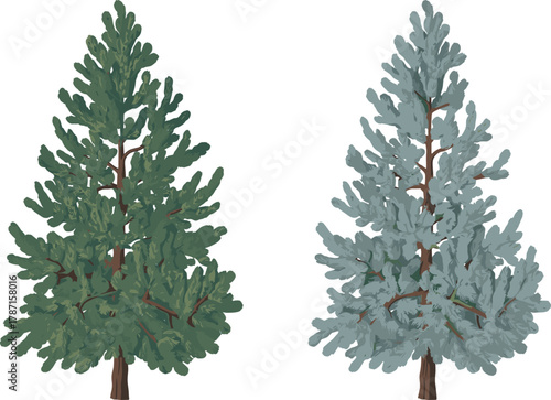 Illustration of two coniferous trees with green and bluish foliage, botanical forest design, nature landscape artwork