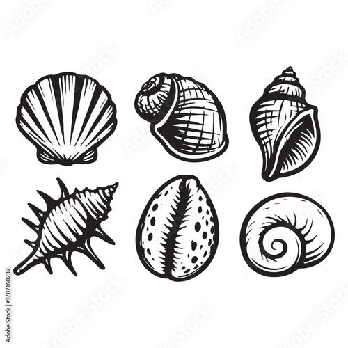 Seashells set vector