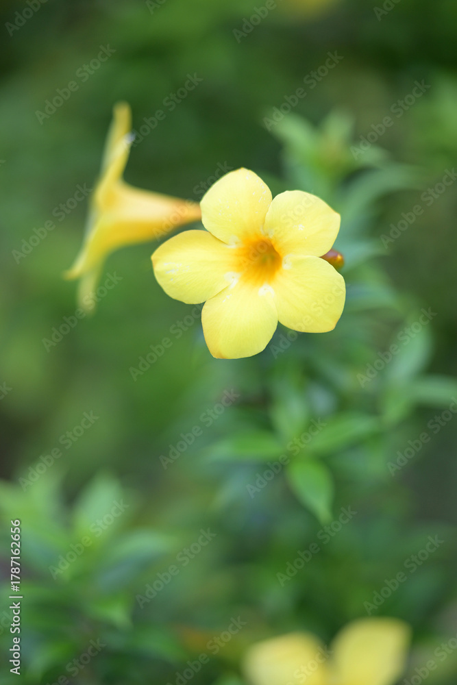 Fototapeta premium Vibrant yellow flowers bloom with soft green bokeh background