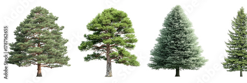 Four different coniferous trees against a black background, isolated to display their variety