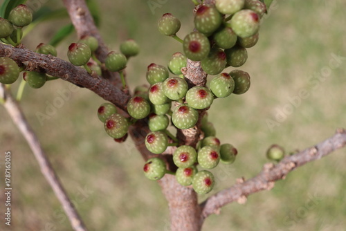sea fig fruits densely packed on the trunk