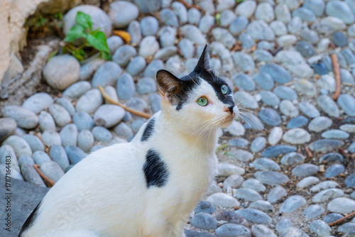 Fototapeta Naklejka Na Ścianę i Meble -  A black and white Chimera cat with two toned face and pale blue eyes sits on a cobblestone street in Rhodes, Greece.