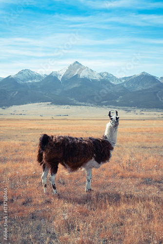 Llama in front of the mountains