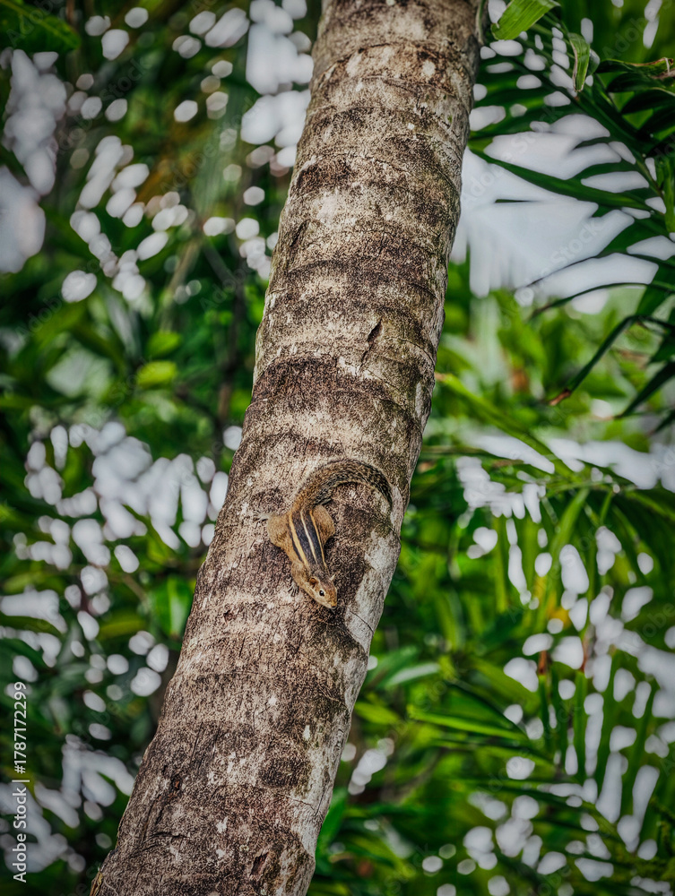 Fototapeta premium squirrel on a trunk of a coconut tree
