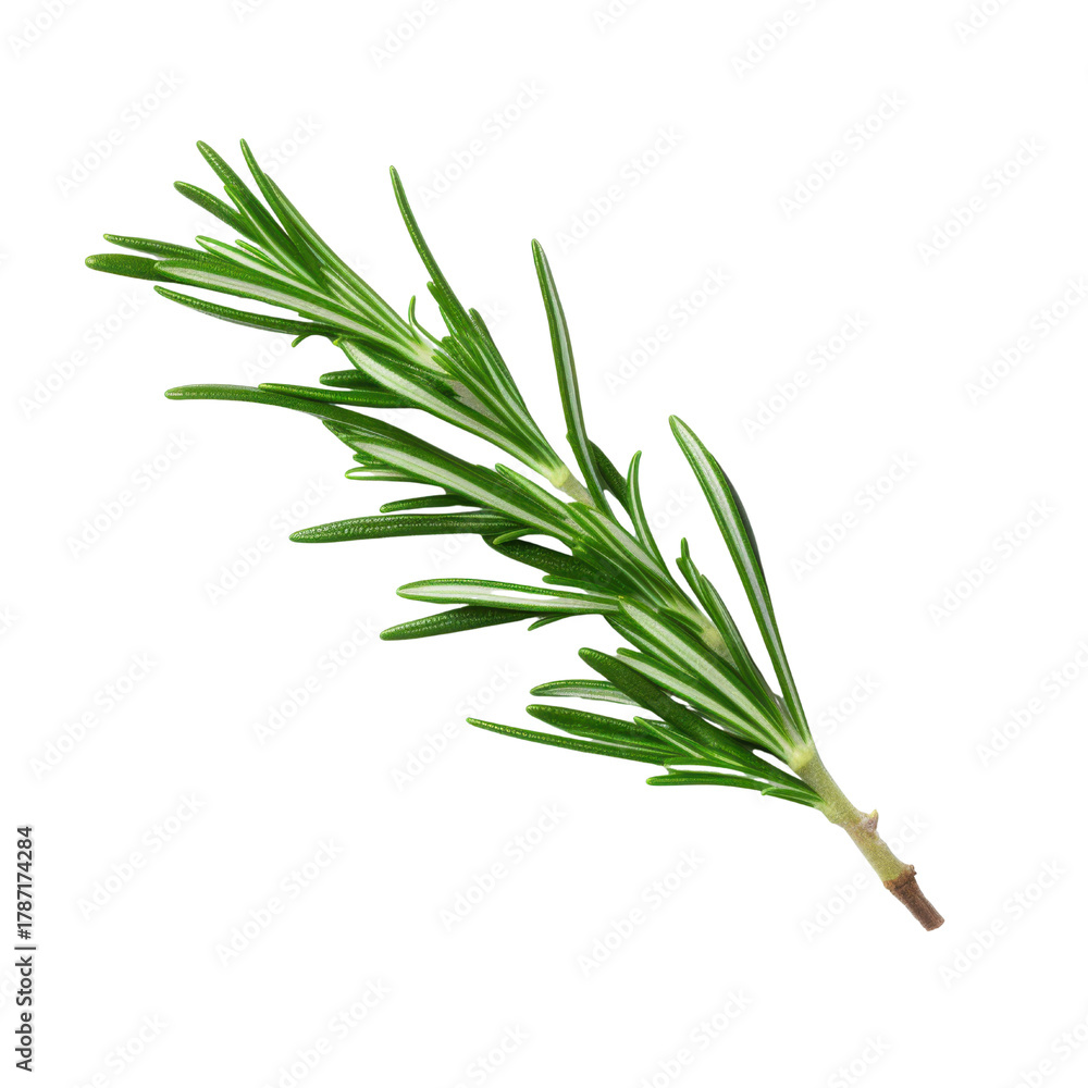 Fototapeta premium Single sprig of fresh green rosemary herb with narrow leaves on a black background spice seasoning, Isolated On White Background, Png Transparent