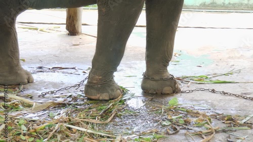 Chained elephants used for tourist rides, showing animal cruelty and suffering. Shot at a tourist attraction in Thailand, highlighting abuse and unethical treatment in the tourism industry