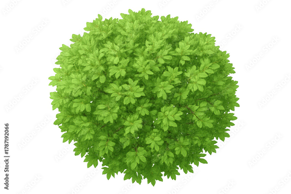 Fototapeta premium Green tree with lush foliage from above, showing a full top view of fresh leaves on a transparent background