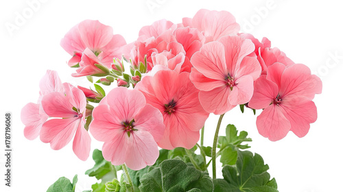 Bright zonal flowers with colorful petals and green leaves showing natural garden plant beauty and vibrant floral detail isolated on white background
