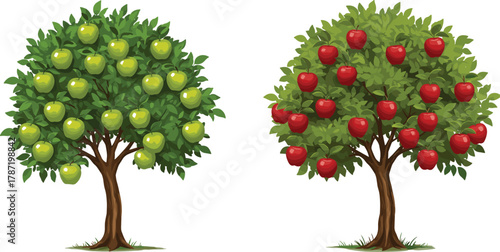 fruit trees illustration, green apples, red apples, nature vector, orchard scene, counting fruits, educational art, colorful foliage, harvest concept, cad drawing flat vector illustration