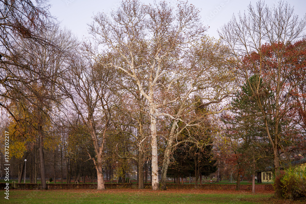 Fototapeta premium Plane trees in a city park during autumn. Large trees with white bark and remaining leaves at sunset, symbolizing nature in the city.