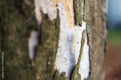 Close-up of plane tree bark peeling naturally. Platanus trees shed bark to renew surface and remove pollution, showing unique patterns and texture.