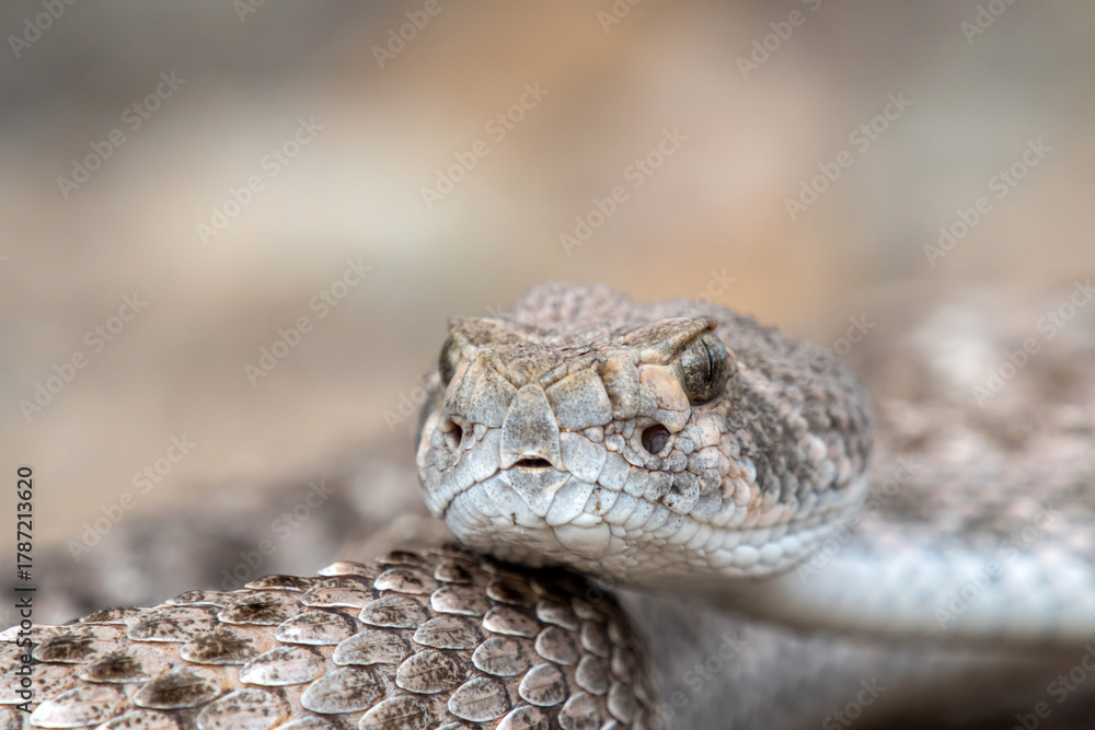 Fototapeta premium Western Diamondback Rattlesnake (Crotalus atrox)