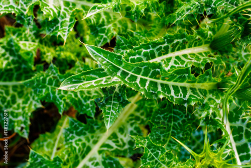 Vibrant Green and White Variegated Leaves of Milk Thistle Plant Close-up
