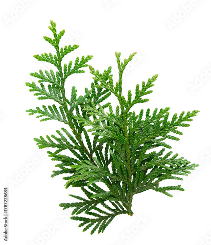 Thuja branch isolated on white background. Branch of green orientalis leaves. Clipping path.