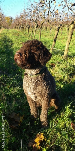 Lagotto romagnolo dog sitting in autumn vineyard